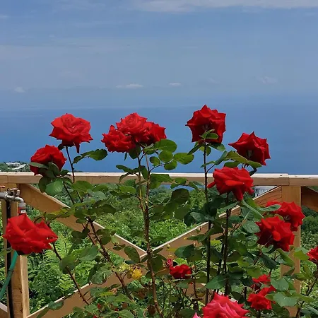 θαλλώ Luxurious