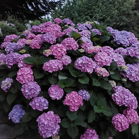 Villa θαλλώ Luxurious Tsagarada