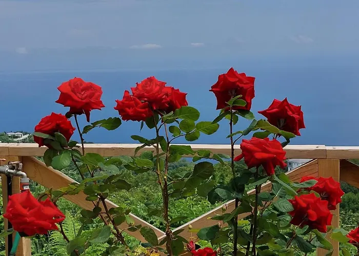 θαλλώ Luxurious