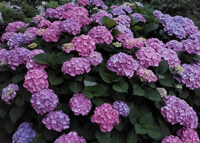 Βίλα θαλλώ Luxurious Τσαγκαράδα