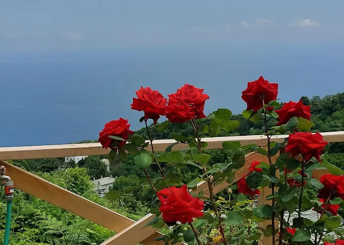 θαλλώ Luxurious * Τσαγκαράδα